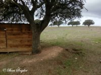 Bird Hide BSP7 Portugal
