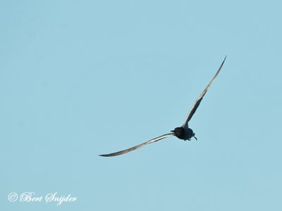 Black Tern Birding Portugal