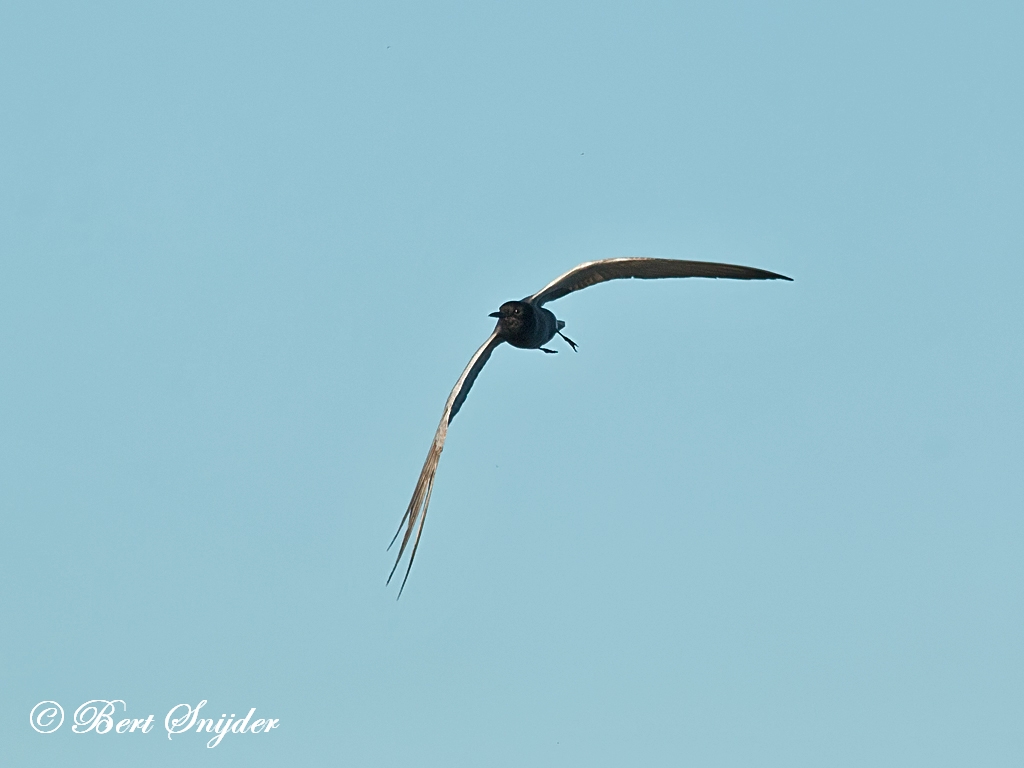 Black Tern Birding Portugal