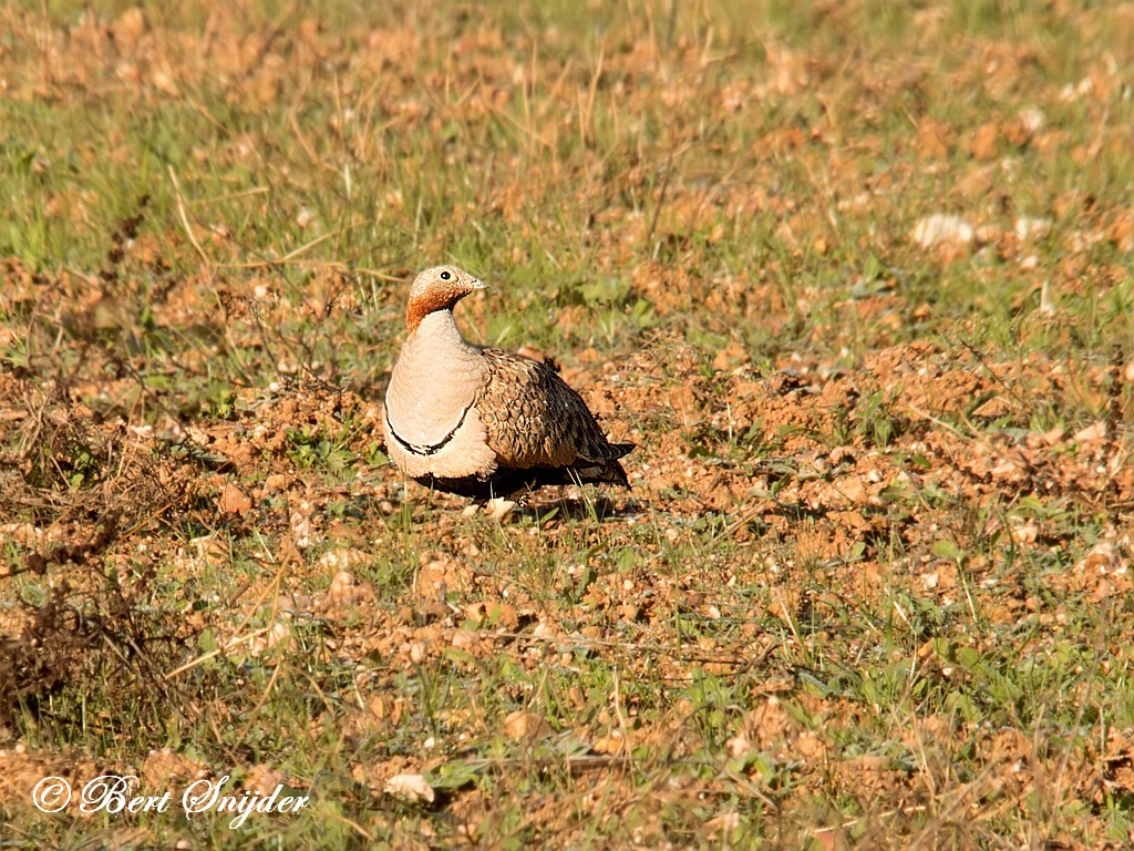 Black-bellied Sandgrouse Birdwatching Portugal