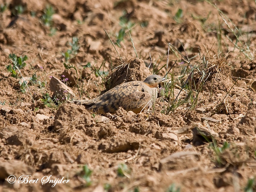 Black-bellied Sandgrouse Birdwatching Portugal