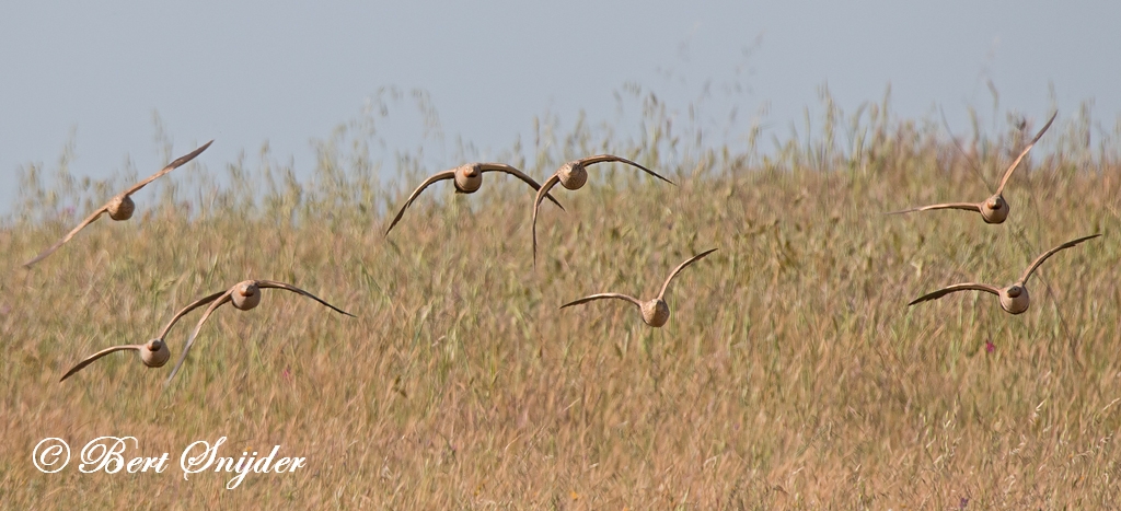 Black-bellied Sandgrouse Birding Portugal