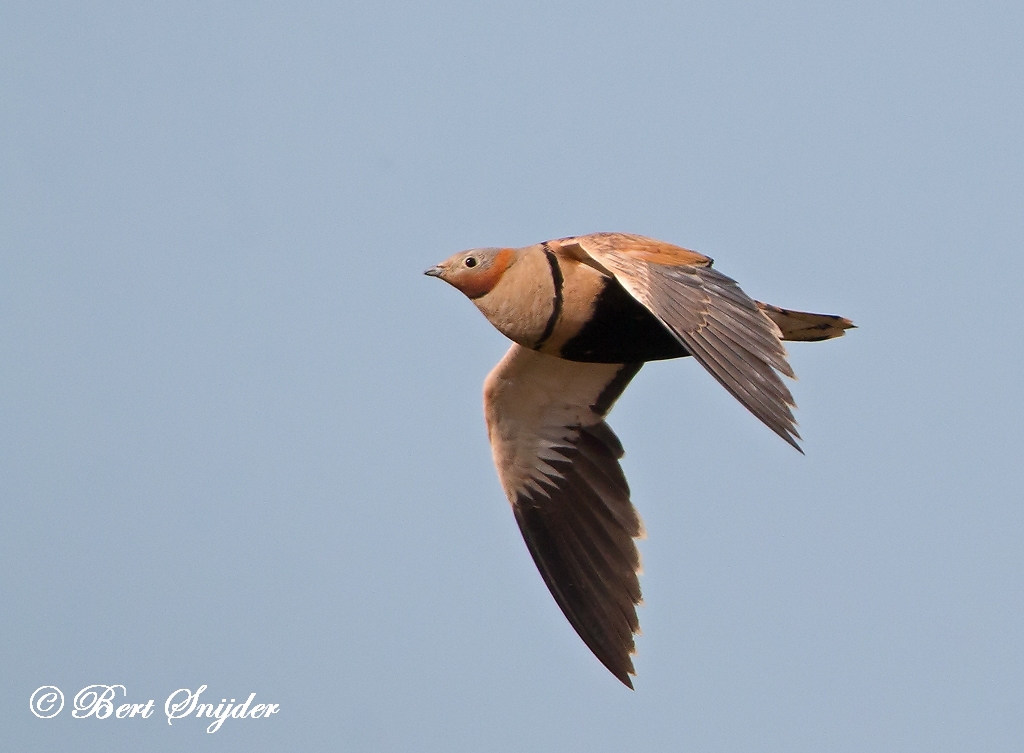 Black-bellied Sandgrouse Birding Portugal