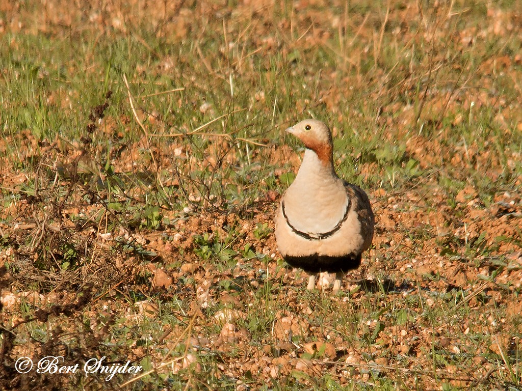Black-bellied Sandgrouse Birding Portugal
