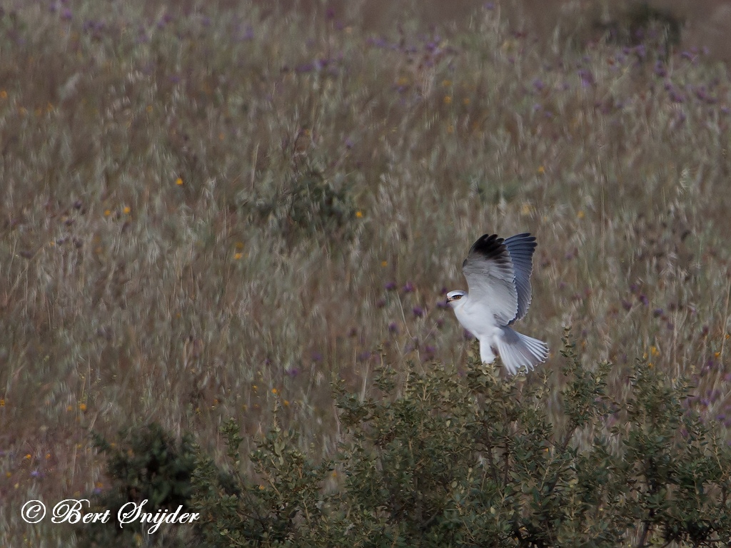 Black-winged Kite Birding Portugal