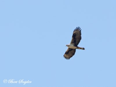 Bonelli´s Eagle Birding Portugal