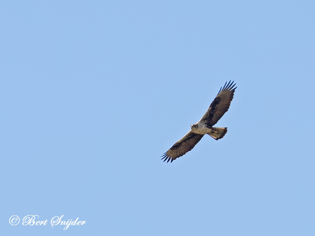 Bonelli´s Eagle Birding Portugal