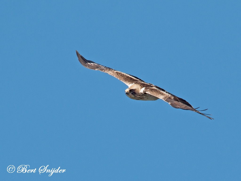 Booted Eagle Birding Portugal