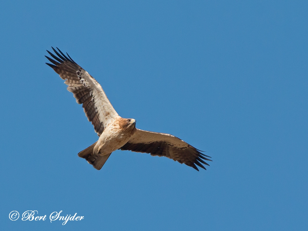 Booted Eagle Birding Portugal
