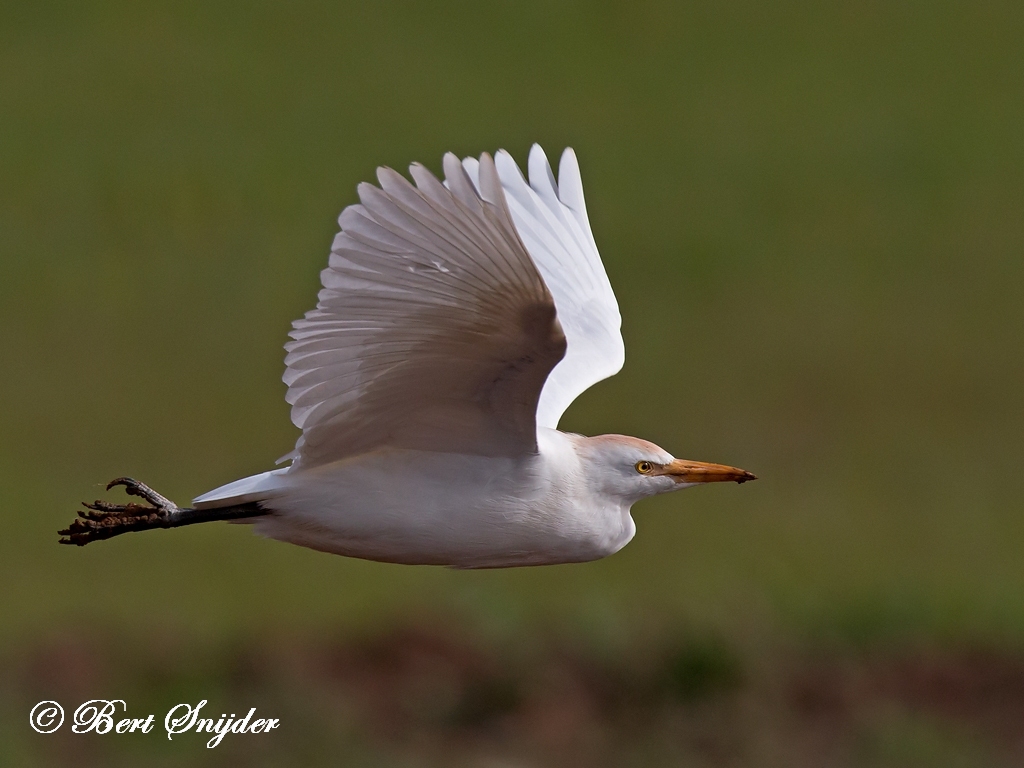 Cattle Egret Birding Portugal