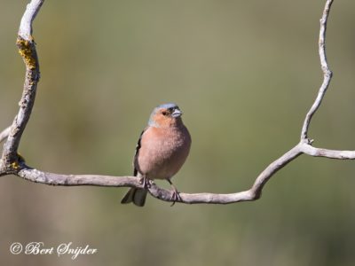 Chaffinch Birding Portugal