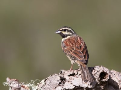 Cirl Bunting Birding Portugal