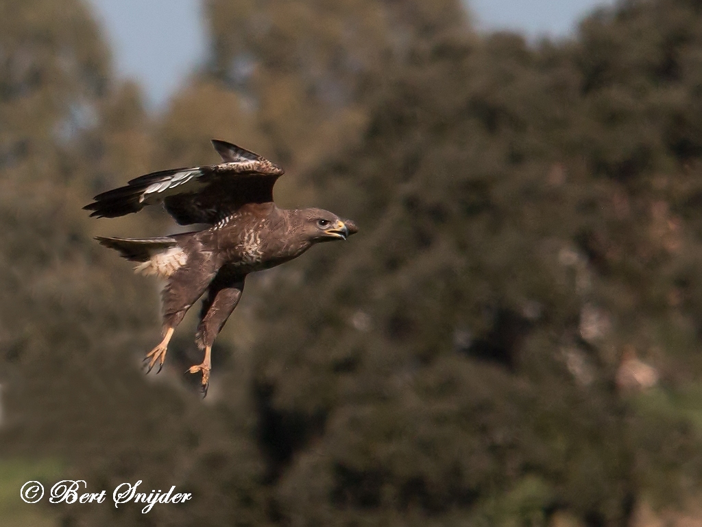 Common Buzzard Bird Hide BSP5 Portugal