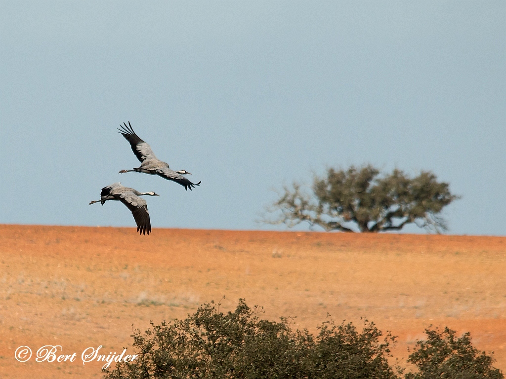 Common Crane Birding Portugal