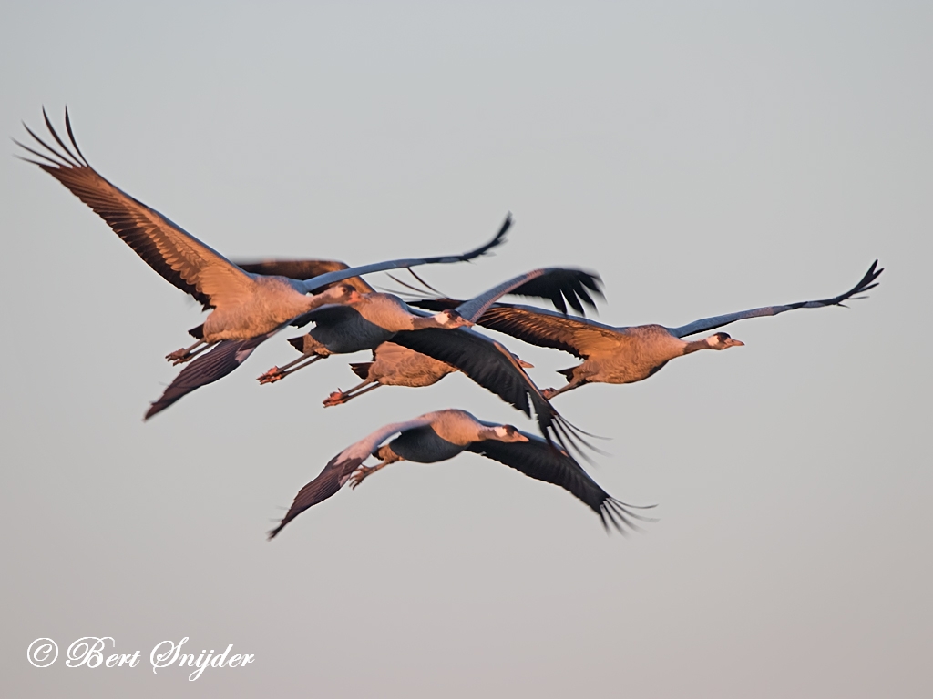 Common Crane Bird Hide BSP7 Portugal