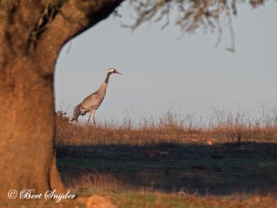 Common Crane Bird Hide BSP7 Portugal