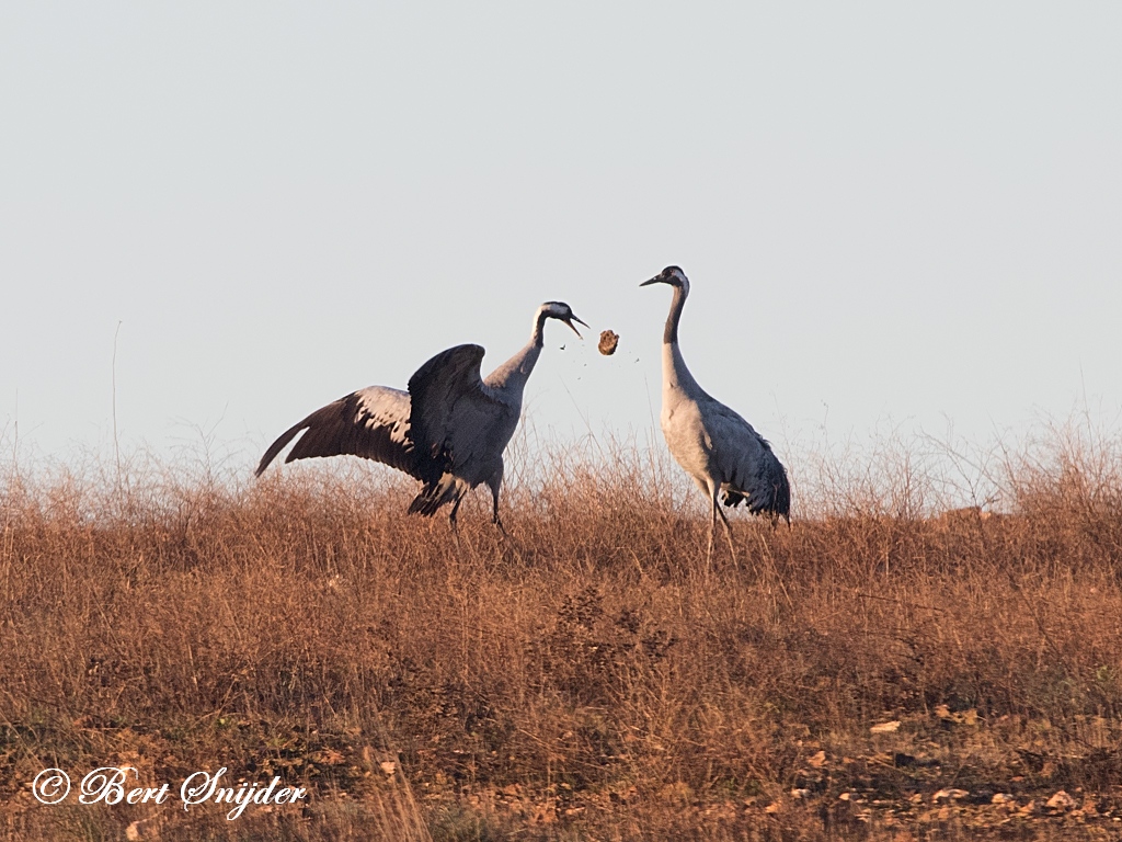 Common Crane Bird Hide BSP7 Portugal