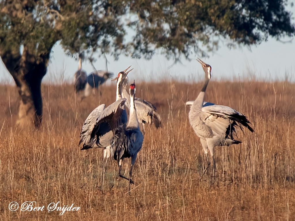 Common Crane Bird Hide BSP7 Portugal