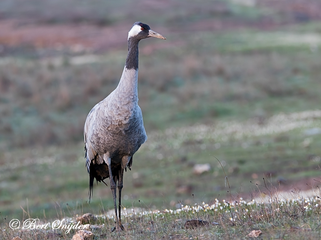 Common Crane Bird Hide BSP7 Portugal