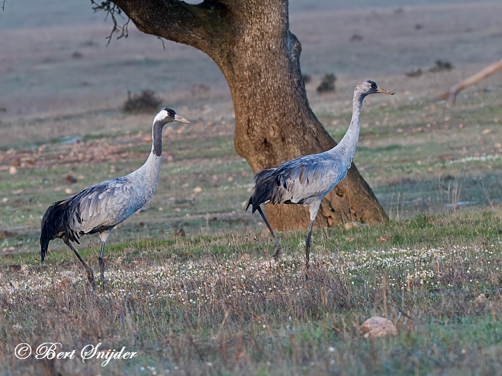 Common Crane Bird Hide BSP7 Portugal