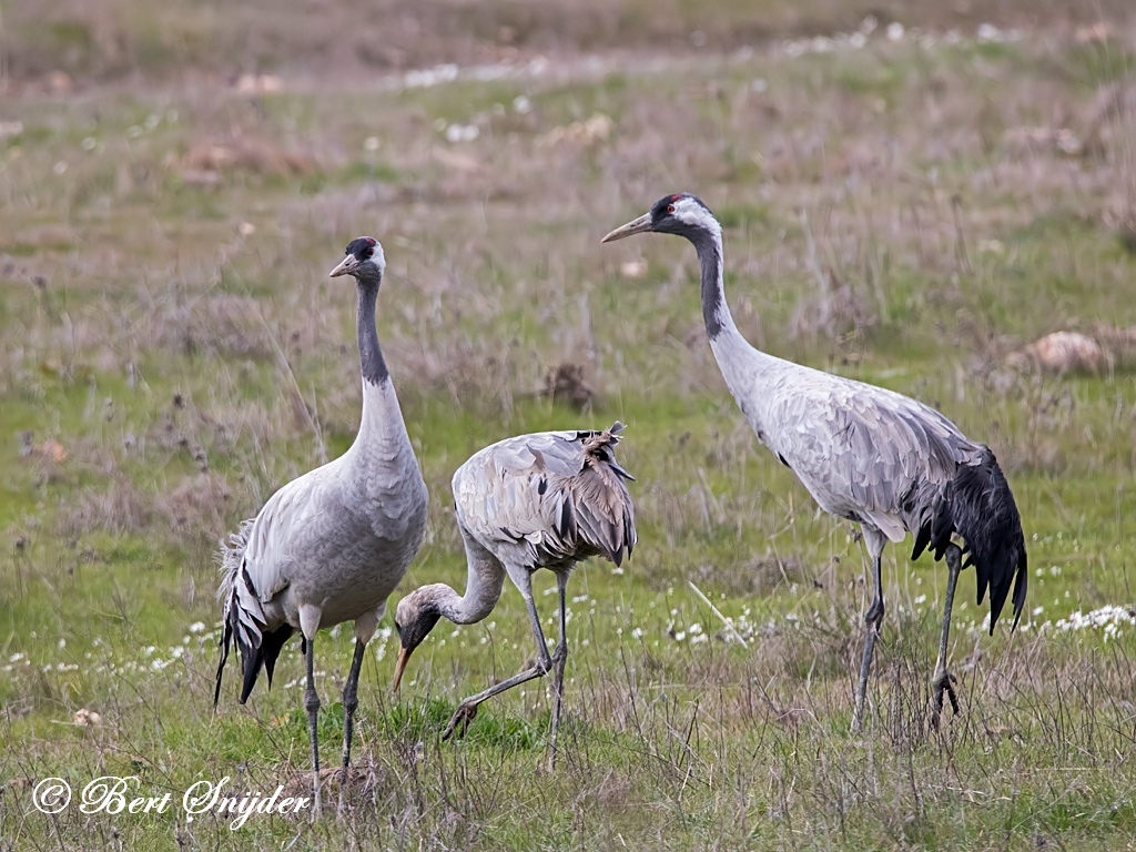 Common Crane Bird Hide BSP7 Portugal