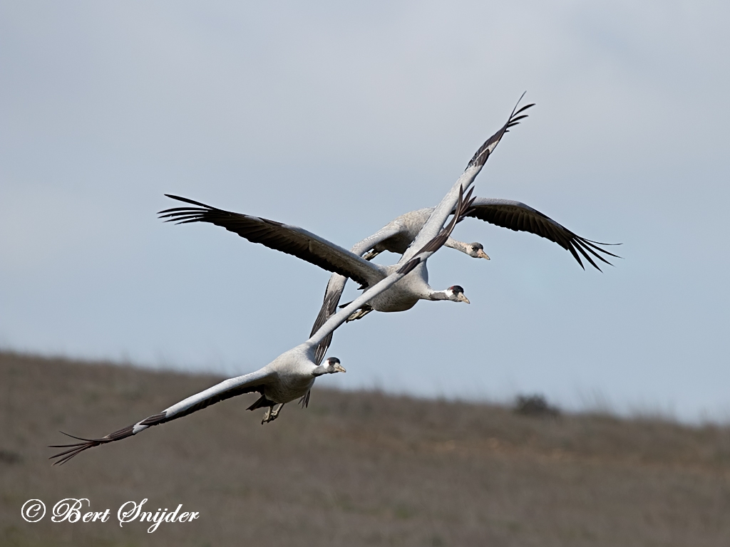 Common Crane Bird Hide BSP7 Portugal