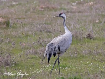 Common Crane Bird Hide BSP7 Portugal