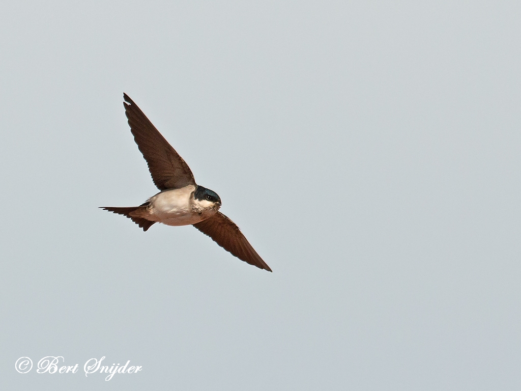 Common House Martin Birding Portugal