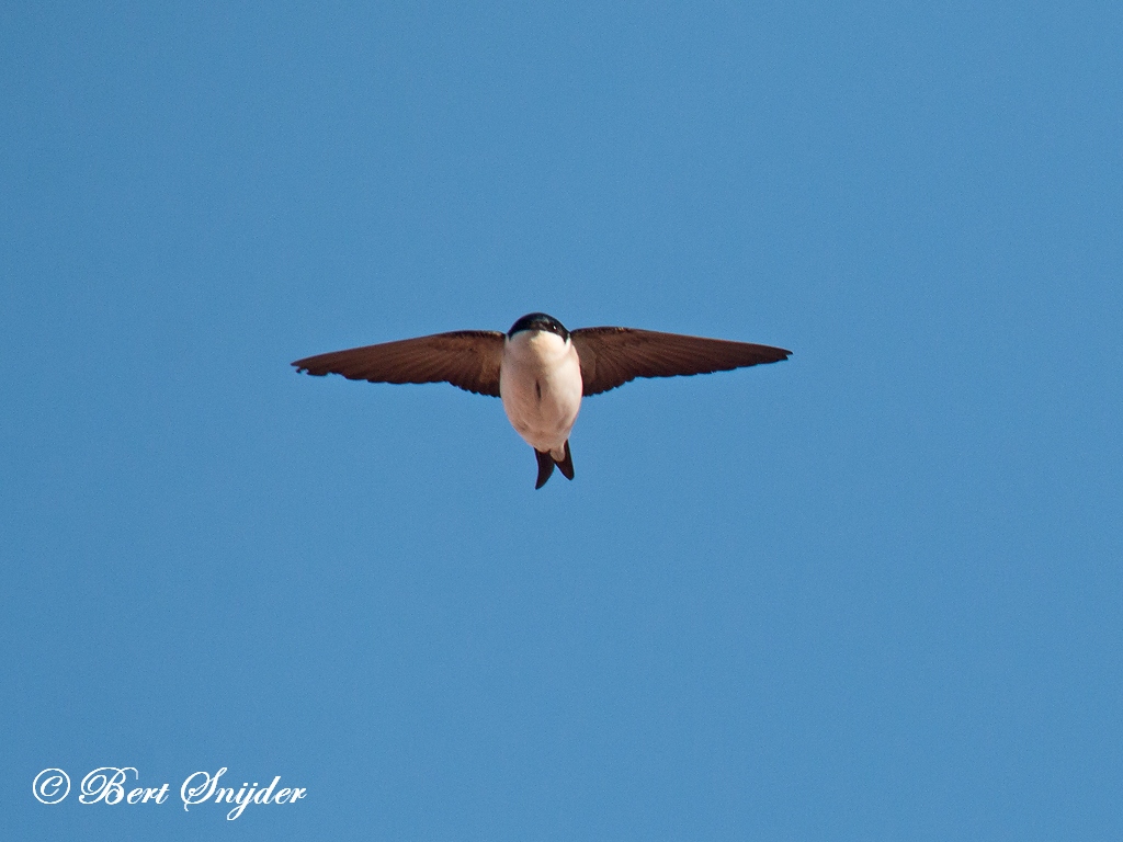  Birding Portugal