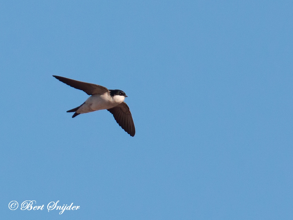 Common House Martin Birding Portugal