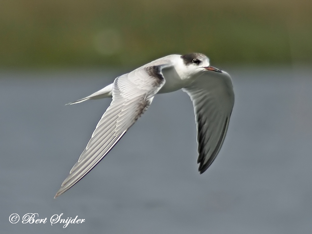 Common Tern Birding Portugal