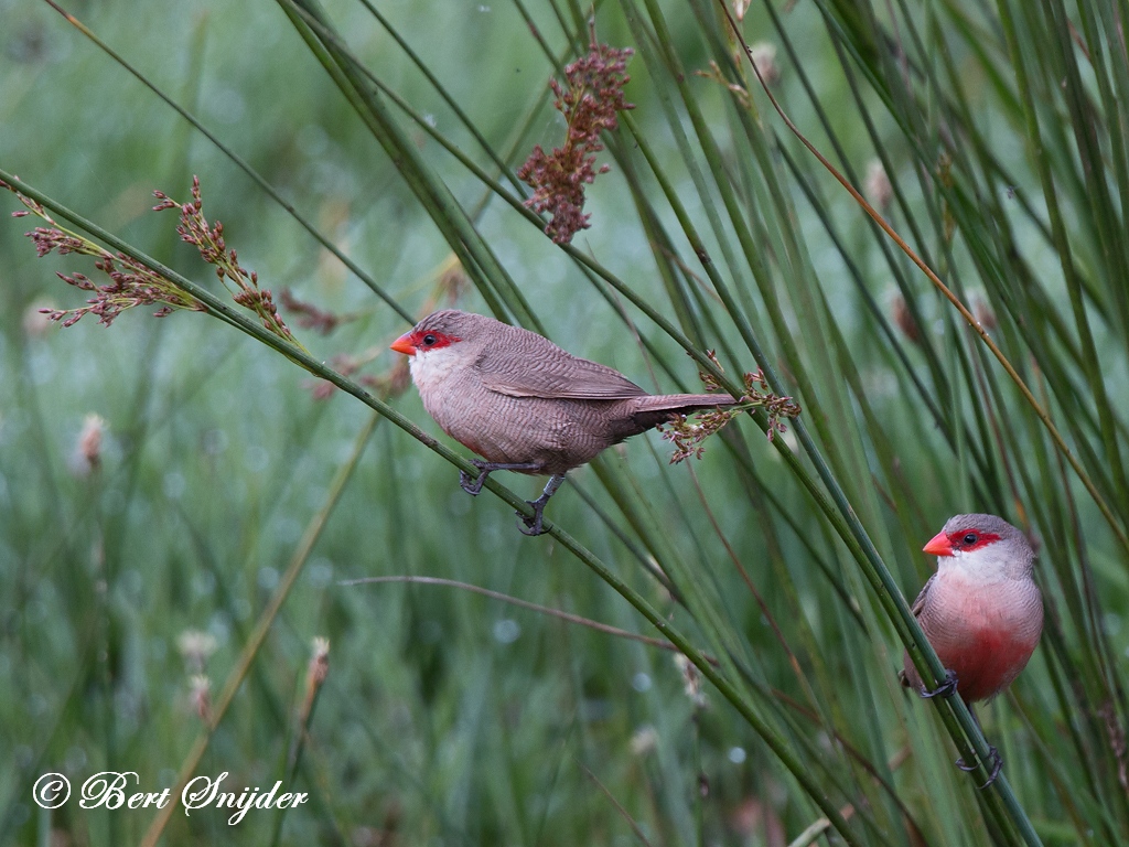 Common Waxbill Birding Portugal