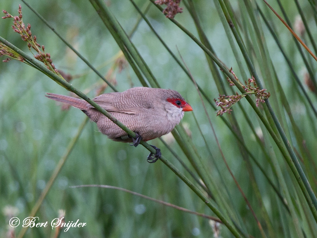 Common Waxbill Birding Portugal