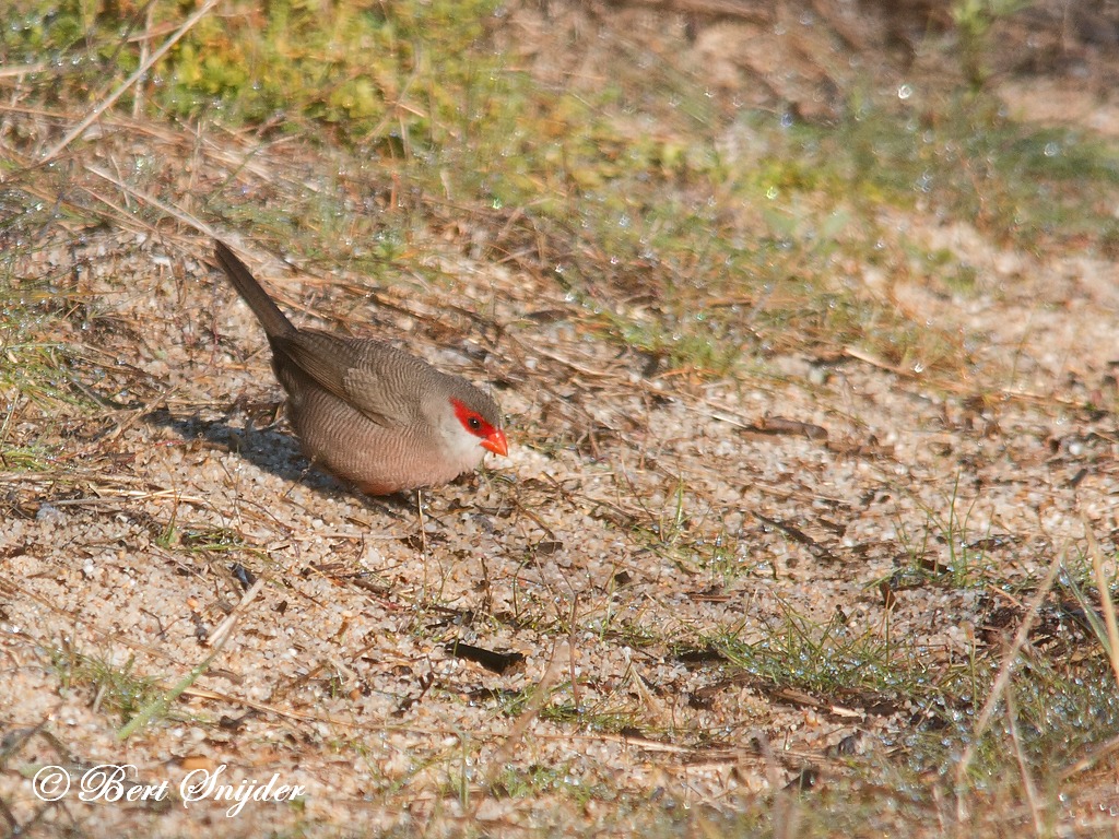 Common Waxbill Birding Portugal