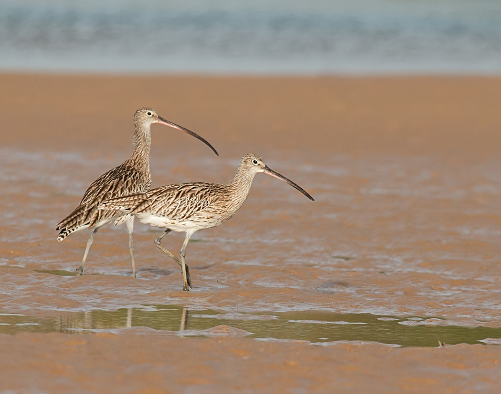 Curlew Birding Portugal