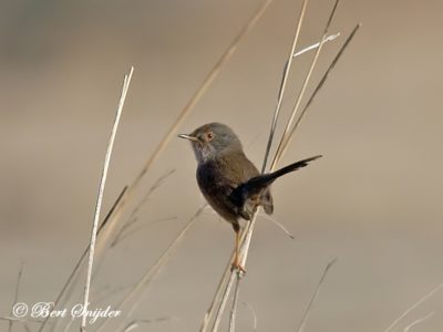 Dartford Warbler Birding Portugal