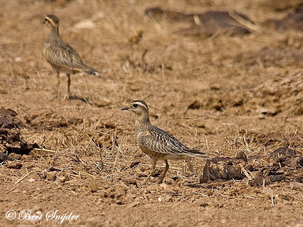 Dotterel Birding Portugal