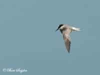 Dougalls Tern