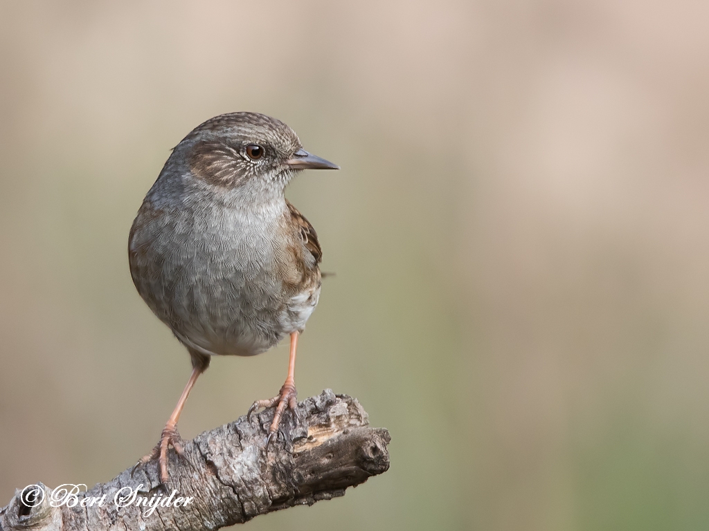 Dunnock Birding Portugal