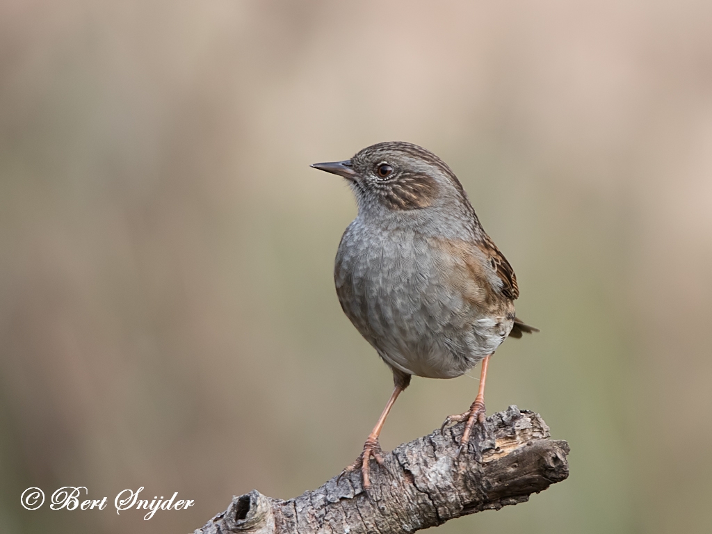 Dunnock Birding Portugal