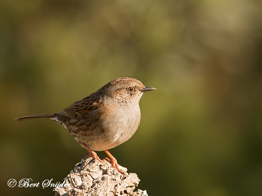 Dunnock Birding Portugal