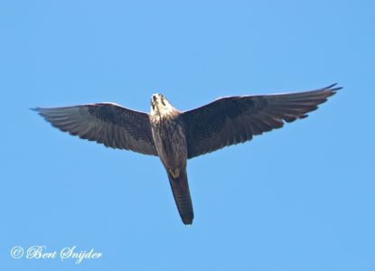 Eleonora´s Falcon Birding Portugal