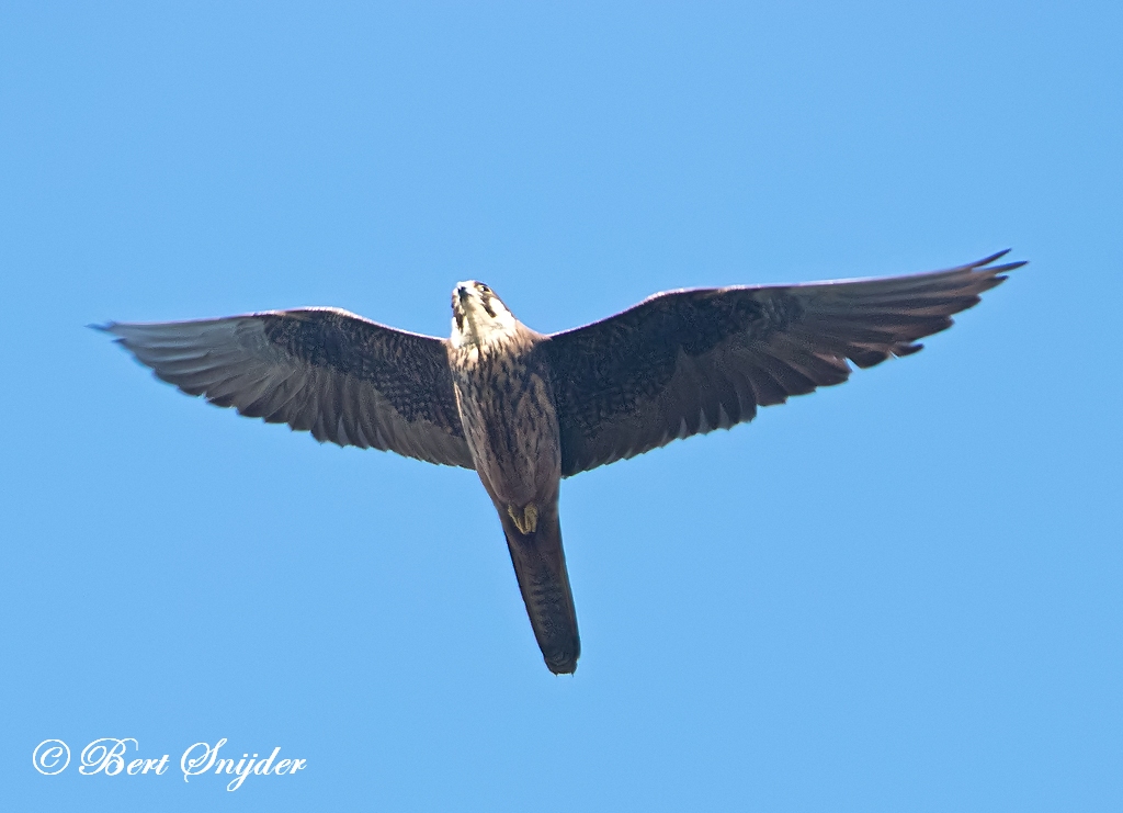 Eleonora´s Falcon Birding Portugal