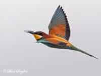 European Bee-eater