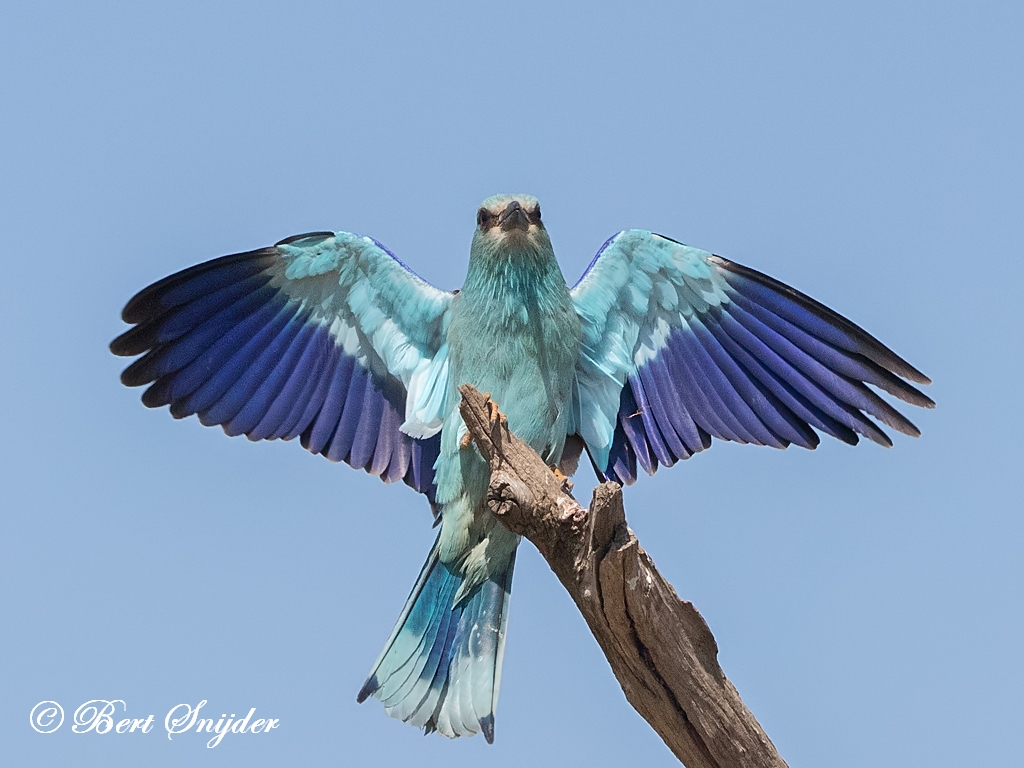 European Roller Bird Hide BSP6 Portugal