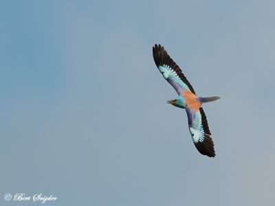 European Roller Bird Hide BSP6 Portugal