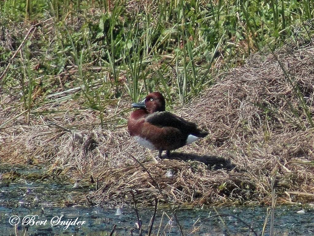 Ferruginous Duck Birding Portugal