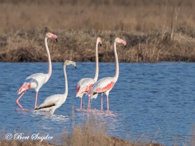Flamingo Bird Hide BSP2 Portugal