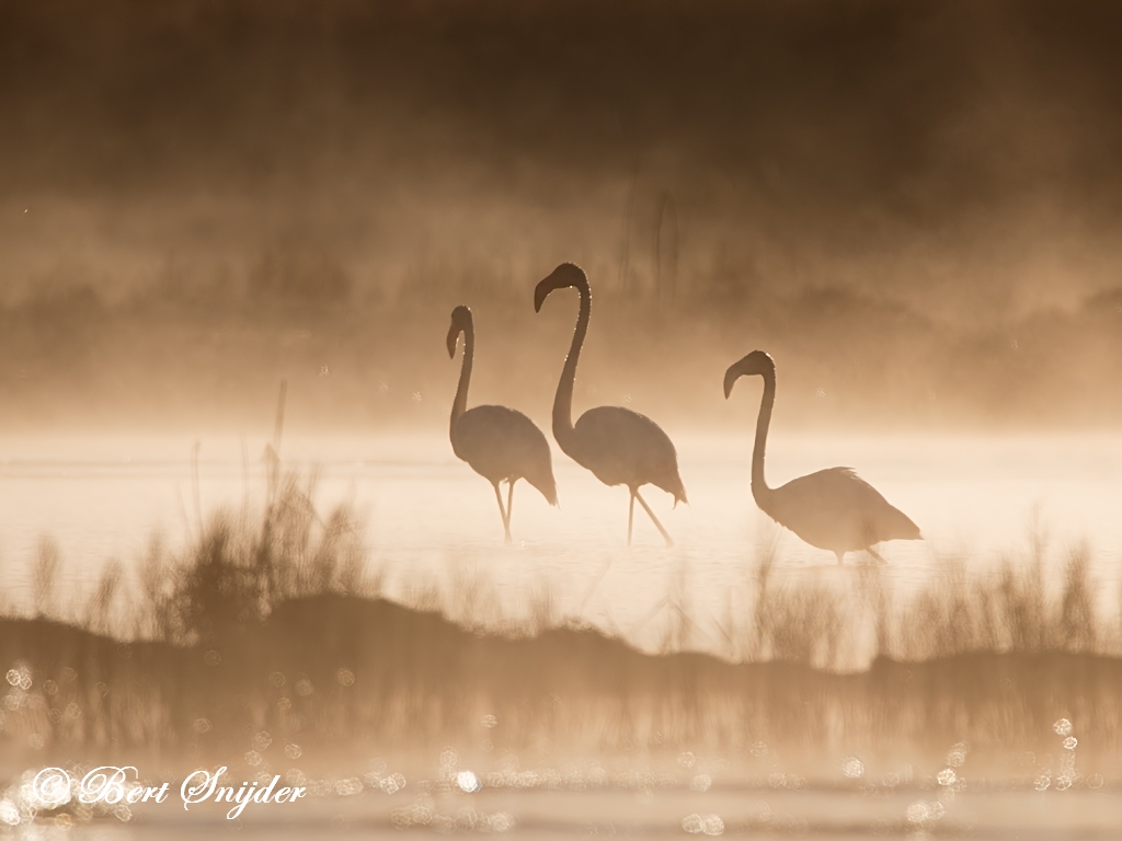 Flamingo Bird Hide BSP2 Portugal