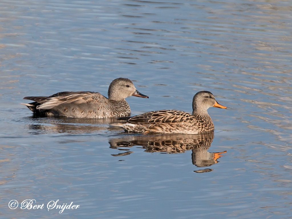 Gadwall Birding Portugal